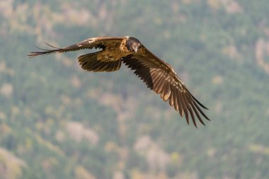 Genç Sakallı Akbaba uçuyor ve ormanın arka planında gözden uzaklaşıyor.