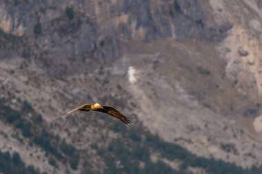 Yetişkin Sakallı Akbaba Pirenelerle birlikte arka planda uçuyor.