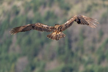 Genç Sakallı Akbaba kahverengi tüyleriyle gökyüzünde uçuyor.