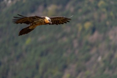 Yetişkin sakallı akbaba arka planda ormanla gökyüzünde uçuyor.