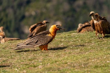 Yetişkin Sakallı Akbaba Griffon akbabaları arasında kemik yiyor.