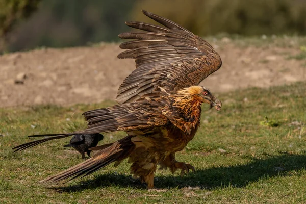 Ενηλίκων Bearded Vulture Ξεκινώντας Την Πτήση Ένα Κόκκαλο Στο Ράμφος — Φωτογραφία Αρχείου