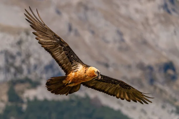 Avvoltoio Barbuto Adulto Che Vola Vicino Alle Cime Delle Montagne — Foto Stock