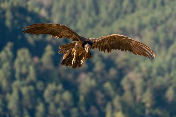 Giovane Avvoltoio Barbuto Che Vola Guarda Tra Canyon Rocciosi — Foto Stock