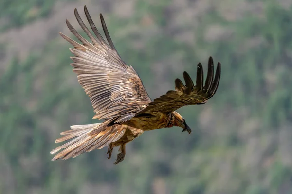 Giovane Avvoltoio Barbuto Che Vola Con Ali Aperte Marroni — Foto Stock