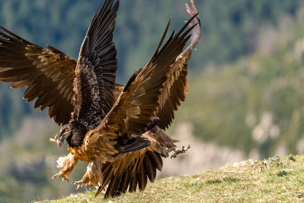 Giovane Avvoltoio Barbuto Che Lotta Salvare Suo Osso Del Becco — Foto Stock