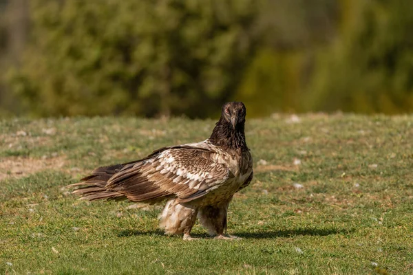 Giovane Avvoltoio Barbuto Appollaiato Terra Guardando Con Aria Sfida Terreno — Foto Stock