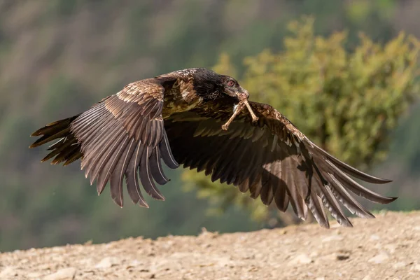 Giovane Avvoltoio Barbuto Che Vola Basso Con Due Ossa Nel — Foto Stock