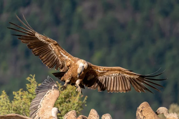 Atterraggio Degli Avvoltoi Grifoni Con Ali Spiegate Primo Piano — Foto Stock