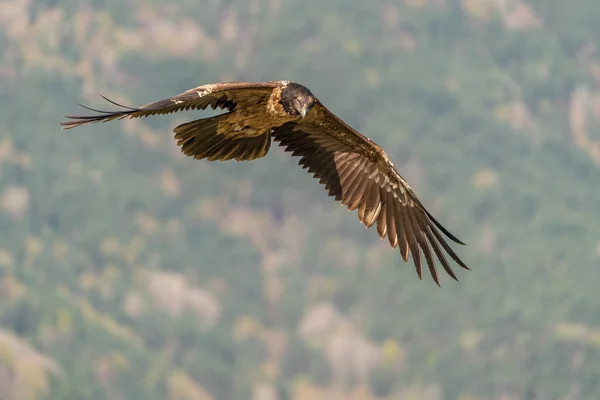 Giovane Avvoltoio Barbuto Che Vola Guarda Con Sfondo Della Foresta — Foto Stock