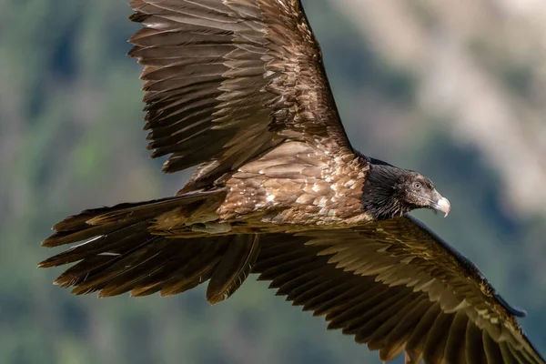 Genç Sakallı Akbaba Uçuyor Ormanın Arka Planında Gözden Uzaklaşıyor — Stok fotoğraf