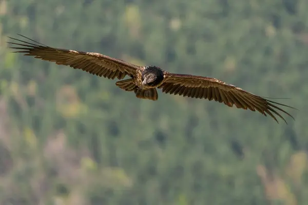 Giovane Avvoltoio Barbuto Che Vola Guarda Con Sfondo Della Foresta — Foto Stock