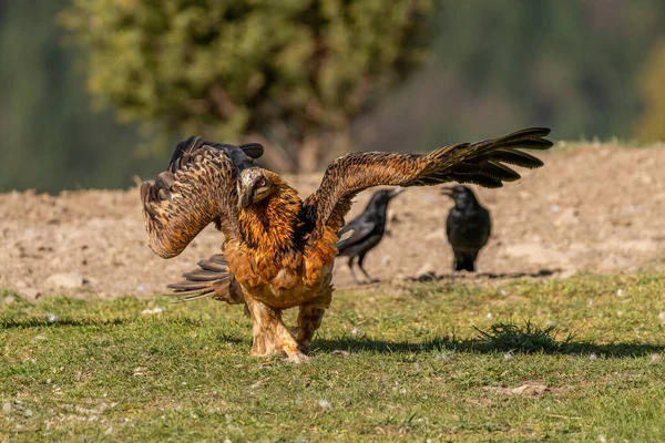 대머리 독수리 땅에서 날아오르기 시작하다 — 스톡 사진