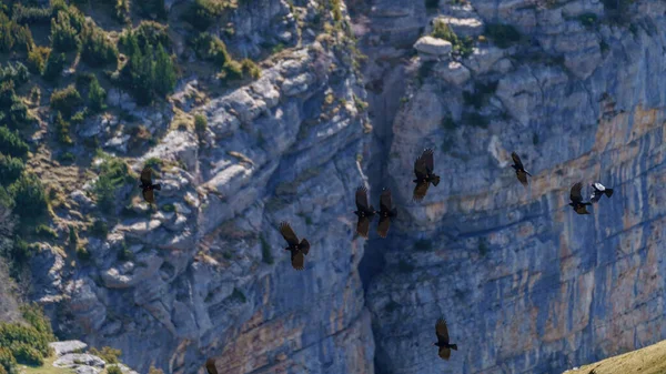 Bir Grup Siyah Karga Büyük Kanyonun Yanında Uçuyor — Stok fotoğraf