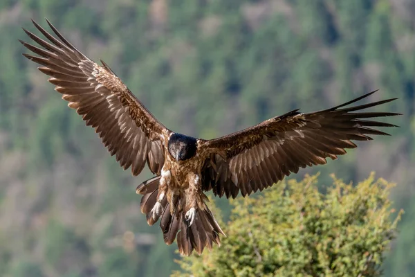 Young Bearded Vulture Летить Позафокусованим Фоном — стокове фото
