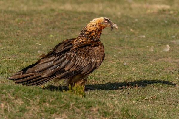 Adult Bearded Vulture Perched Grassy Ground — Stock Photo, Image