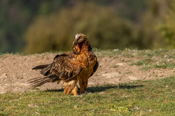 Ενηλίκων Bearded Vulture Σκαρφαλωμένο Χορταριασμένο Έδαφος — Φωτογραφία Αρχείου