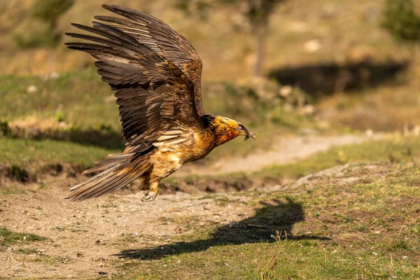 Ενηλίκων Bearded Vulture Που Αρχίζει Την Πτήση Κοντά Στο Έδαφος — Φωτογραφία Αρχείου