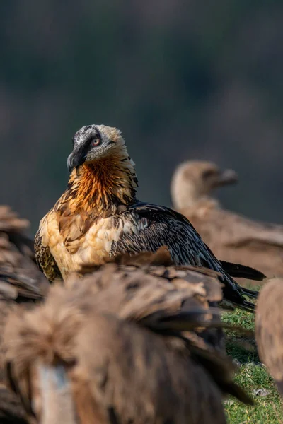 Adult Bearded Vulture Ποζαρισμένο Κοντινό Πλάνο — Φωτογραφία Αρχείου