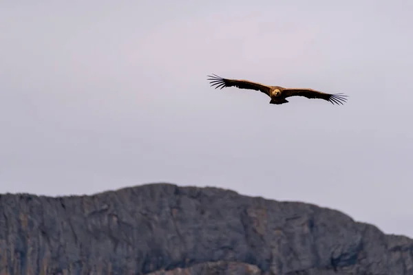 Grifone Rapace Avvoltoio Svettante Nel Cielo Vicino Alla Montagna Rocciosa — Foto Stock
