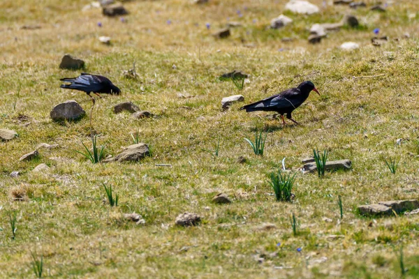 Cuervos Posados Sobre Hierba Con Piedras Primavera — Foto de Stock
