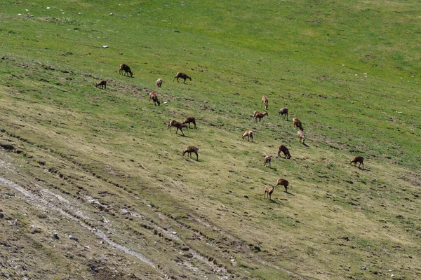 stock image Herd of roe deer grazing in the meadow in the distance