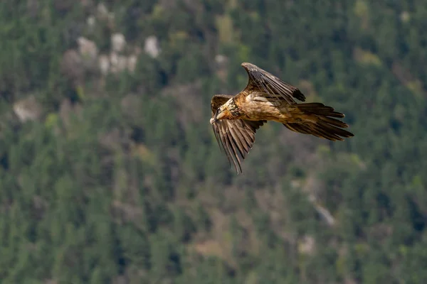 背景に森を飛んでいる大人のひげそりのハゲタカ — ストック写真