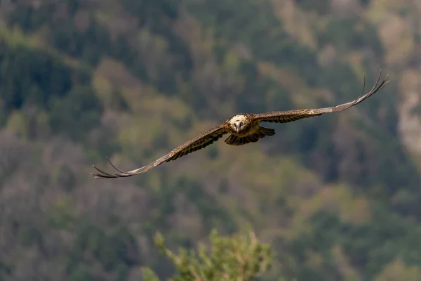 Erwachsene Bartgeier Fliegen Mit Dem Wald Hintergrund — Stockfoto