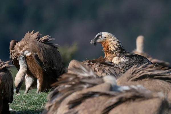 Avvoltoio Barbuto Adulto Arroccato Con Avvoltoi Intorno — Foto Stock