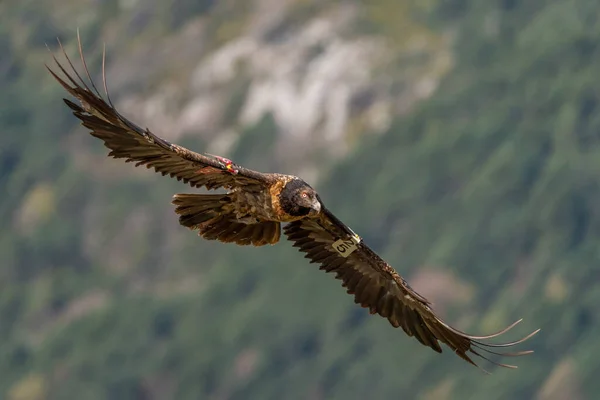 Young Bearded Vulture Летить Гори Поза Фокусом Задньому Плані — стокове фото