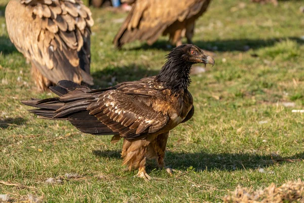 Young Bearded Vulture Perched Ground Vultures — Stock Photo, Image