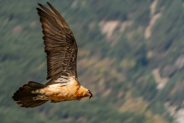 Avvoltoio Barbuto Adulto Che Vola Con Una Montagna Fuori Fuoco — Foto Stock