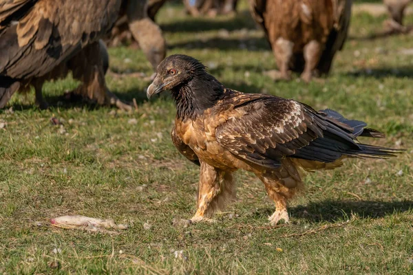 Genç Sakallı Akbaba etrafı akbabalarla çevrili.
