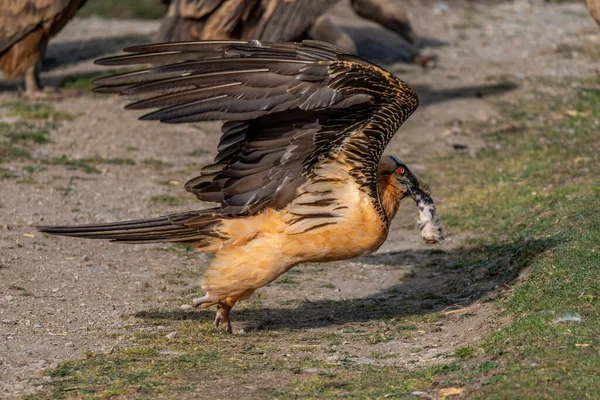 Avvoltoio Adulto Barbuto Decollare Con Piede Pecora Nel Becco — Foto Stock