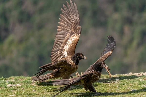 Giovane Avvoltoio Barbuto Con Osso Nel Becco Ali Aperte — Foto Stock