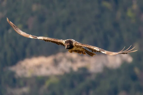 Giovane Avvoltoio Barbuto Che Vola Con Sfondo Foresta Fuori Fuoco — Foto Stock