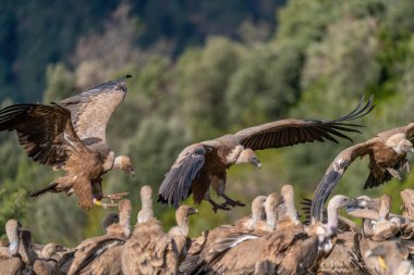 Griffon akbabası arka planda ormanla iniyor.
