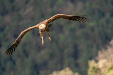 Griffon akbabası arka planda ormanla iniyor.