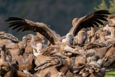 Kanatları bir akbaba sürüsünün üzerine yayılmış griffon akbabası.