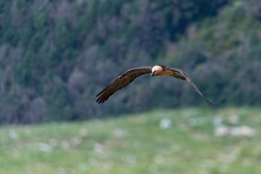 Yetişkin Sakallı Akbaba ufukta kanatları açık uçuyor