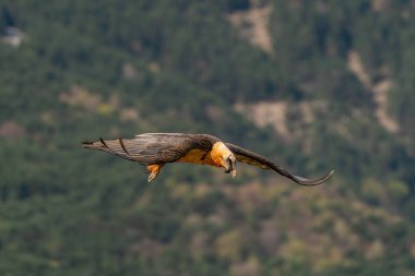Yetişkin Sakallı Akbaba Ormanda gökyüzünde uçuyor
