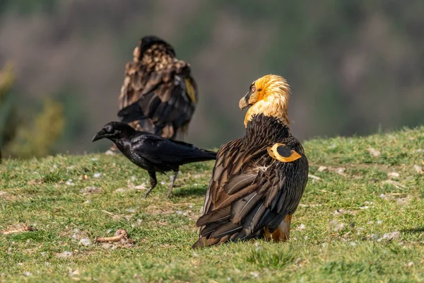 까마귀 근처에 자리잡고 드러나 대머리 독수리 — 스톡 사진