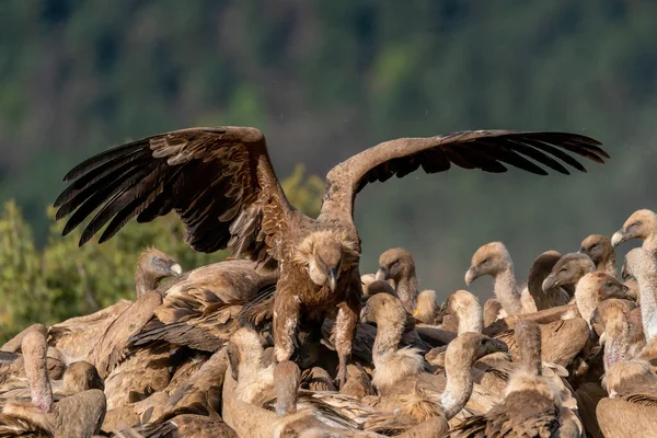 Giovane Avvoltoio Barbuto Che Vola Con Foresta Fuori Fuoco Sullo — Foto Stock