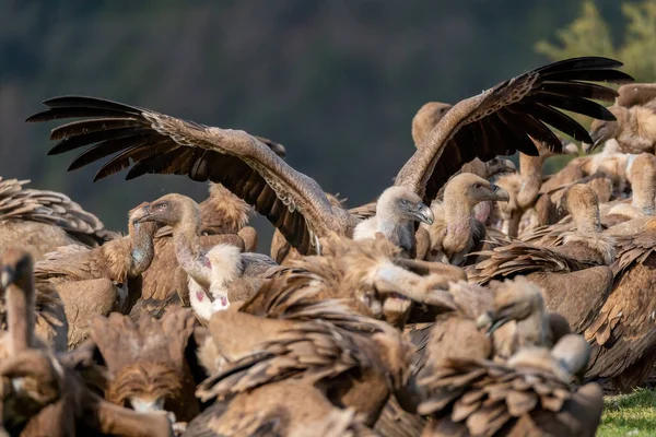 stock image griffon vulture with wings spread over a flock of vultures