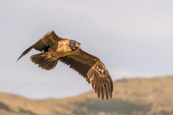 Giovane Avvoltoio Barbuto Che Vola Con Montagna Sullo Sfondo — Foto Stock