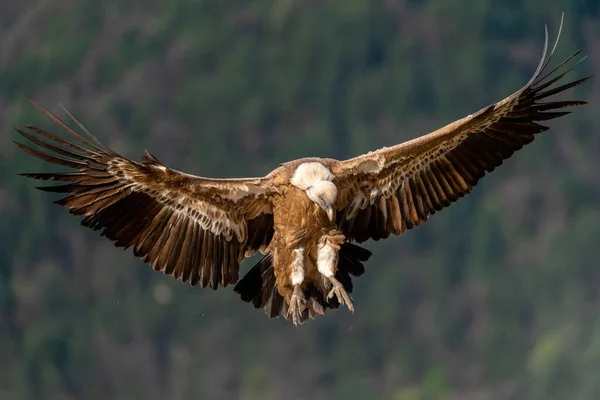 Grifone Avvoltoio Atterraggio Con Foresta Sullo Sfondo — Foto Stock