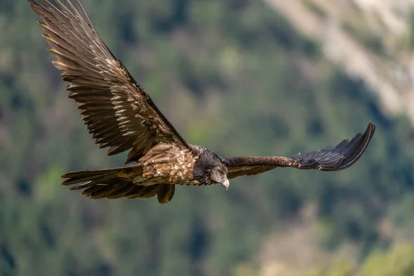 Young Bearded Vulture Flying Looking Ground — Stock Photo, Image