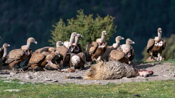 Gruppo Avvoltoi Grifoni Che Guardano Una Pecora Morta Terra — Foto Stock