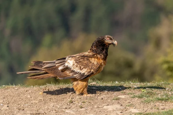 Giovane Avvoltoio Barbuto Appollaiato Terra — Foto Stock