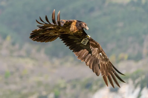 Giovane Avvoltoio Barbuto Segnato Testa Volante — Foto Stock